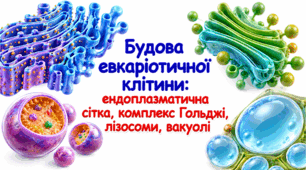 Будова евкаріотичної клітини: ендоплазматична сітка, комплекс Гольджі, лізосоми, вакуолі.