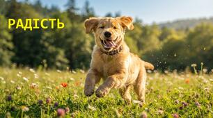 Пазл.  ЕМОЦІЯ РАДІСТЬ