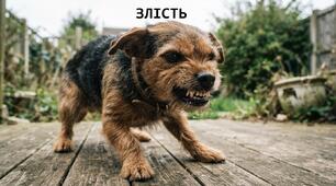 Пазл. ЕМОЦІЯ ЗЛІСТЬ