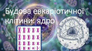 9 клас. НУШ. Біологія. Презентація до уроку: Будова евкаріотичної клітини: ядро.