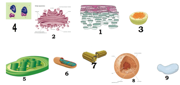1100gtsp-872b-589x278.png