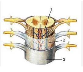 1100gvu4-e705-271x234.png