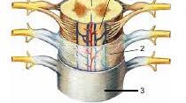 Спинний мозок: будова та функції