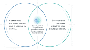 Соматична та вегетативна нервова система
