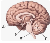 1100hezl-772d-205x180.png