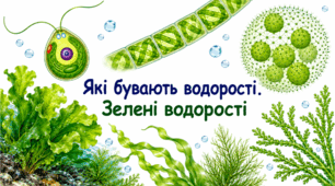 Які бувають водорості. Зелені водорості.