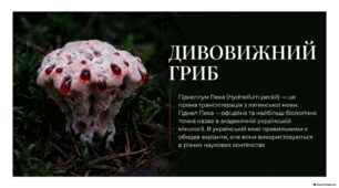 Дивовижний гриб - Гіднеллум Пека (Hydnellum peckii)