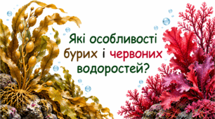 Які особливості бурих і червоних водоростей.