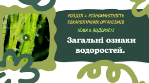 Загальні ознаки водоростей