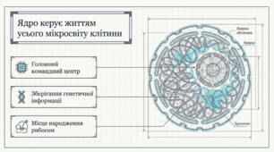Ядро: структурна організація та функції
