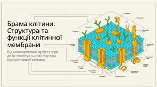 Структура еукаріотичної клітини та клітинна мембрана
