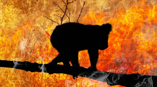 Prepare 9. Extreme weather. Australian bush fires. Reading comprehension (SB: p. 25)