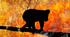 Prepare 9. Extreme weather. Australian bush fires. Reading comprehension (SB: p. 25)