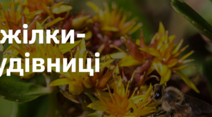 4. "БДЖІЛКИ-ТРУДІВНИЦІ"