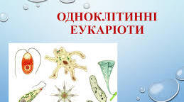 Комплексна підсумкова робота з біології з теми «Одноклітинні еукаріоти – цілісні організми».