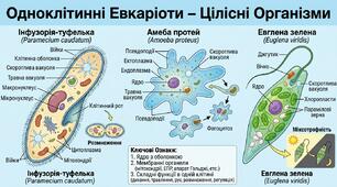 Одноклітинні евкаріоти - цілісні організми