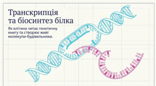 Транскрипція та біосинтез білка