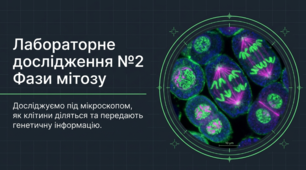 Лабораторне дослідження №2: Фази мітозу клітин кореня цибулі