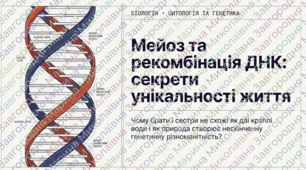 Мейоз та рекомбінація ДНК