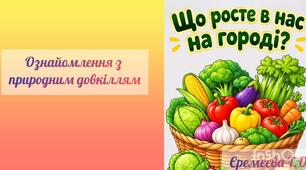 Ознайомлення з природним довкіллям.Що росте в нас на городі?