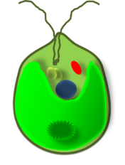 1100icl1-9942-176x232.png