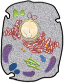1100id3c-9919-131x168.png
