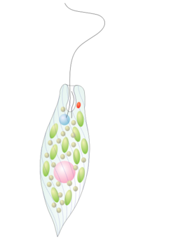1100idpc-c524-212x300.png
