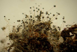 1100ioir-7831-255x172.png
