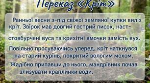 Робочий аркуш з української мови 5 клас