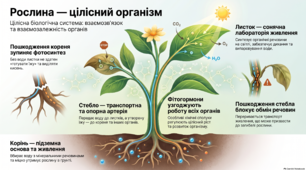 4кл. Навколишній світ. (РОСТОК) "Рослина як цілісний  організм"