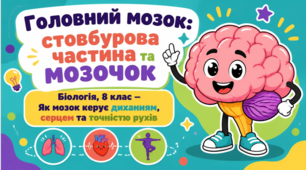 Презентація "Головний мозок:стовбурова частина та мозочок"