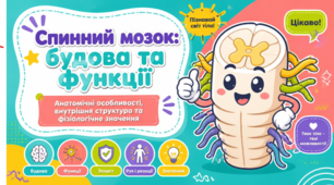 Спинний мозок:будова та функції