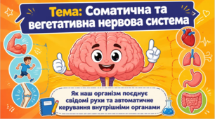 Соматична і вегетативна нервова система