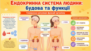 Ендокринна система людини:будова та функції