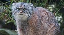 Манул (лат. Otocolobus manul), також відомий як паласів кіт