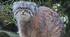 Манул (лат. Otocolobus manul), також відомий як паласів кіт