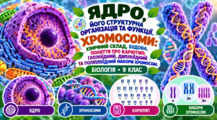 Ядро, його структурна організація та функції.  Хромосоми: хімічний склад, будова. Поняття про каріотип; гаплоїдний, диплоїдний та поліплоїдний набори хромосом. БІОЛОГІЯ. 9 КЛАС