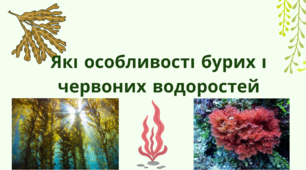 Бурі та червоні водорості