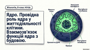 Презентація (ІІ частини), розробка уроку та інфографіка на тему "Ядро клітини. Провідна роль ядра у життєдіяльності клітини. Взаємозв’язок функцій ядра з будовою". 9 клас НУШ. Соболь В.І.