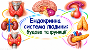 Ендокринна система людини: будова та функції.
