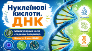 Нуклеїнові кислоти.ДНК