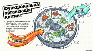 Презентація (ІІ частини), розробка уроку та інфографіка на тему "Функціональна організація клітин. Процеси, які визначають життєдіяльність клітин. Надходження речовин, енергії та інформації в клітину". 9 клас НУШ. Соболь В.І.