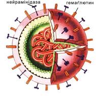 ЩО ТАКЕ ВІРУС ГРИПУ А H1N1? – Станіславівський Натураліст