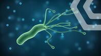 What is Helicobacter Pylori? | Cito Medical Center