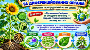 Формування різних типів тканин та диференційованих органів (вегетативних і репродуктивних)