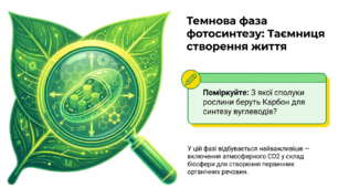 Презентація "Фотосинтез. Темнова фаза" 10 клас (проф)