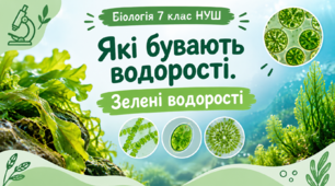 Які бувають водорості. Зелені водорості