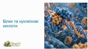 Презентація «Білки та нуклеїнові кислоти», 10 клас