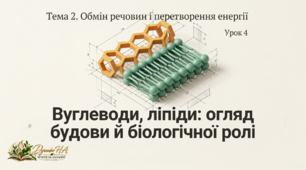 Презентація «Вуглеводи, ліпіди: огляд будови й біологічної ролі», 10 клас