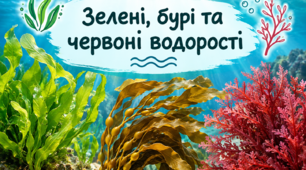 Зелені, бурі і червоні водорості